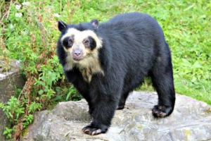 Point bear (andska)